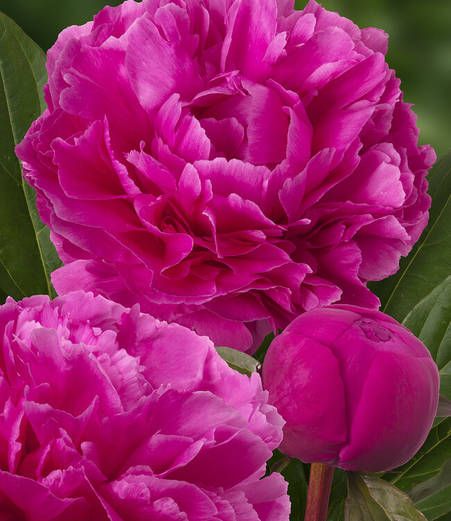 Peony Dayton