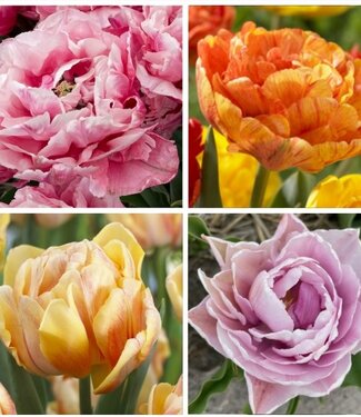 Kolekcja Quinty Trustful