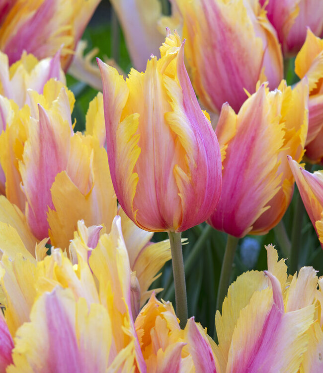 Tulipa Flaming Memory