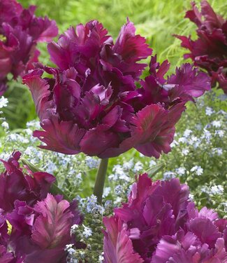 Tulipan Negrita Parrot