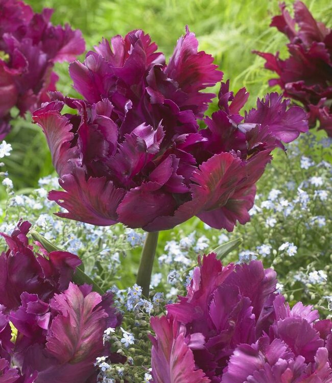 Tulip bulbs Negrita Parrot - a special appearance! - Tulip Store