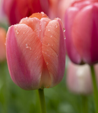 Tulipe Orange Pride
