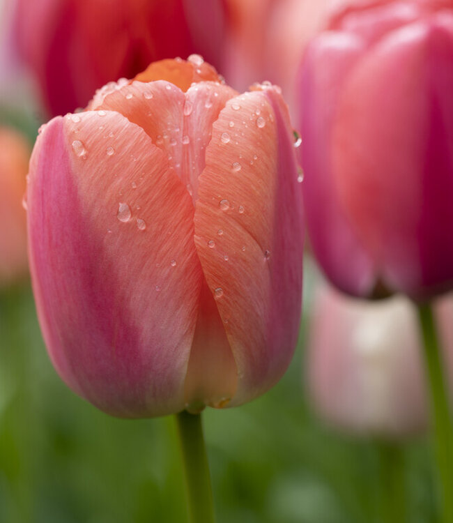 Tulipan Orange Pride