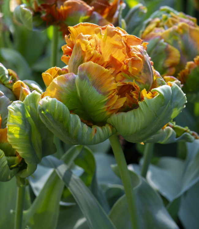 Tulipan Secret Princess