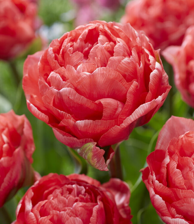 Peony Tulip Collection