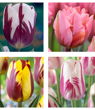 Rembrandt Tulp Collectie