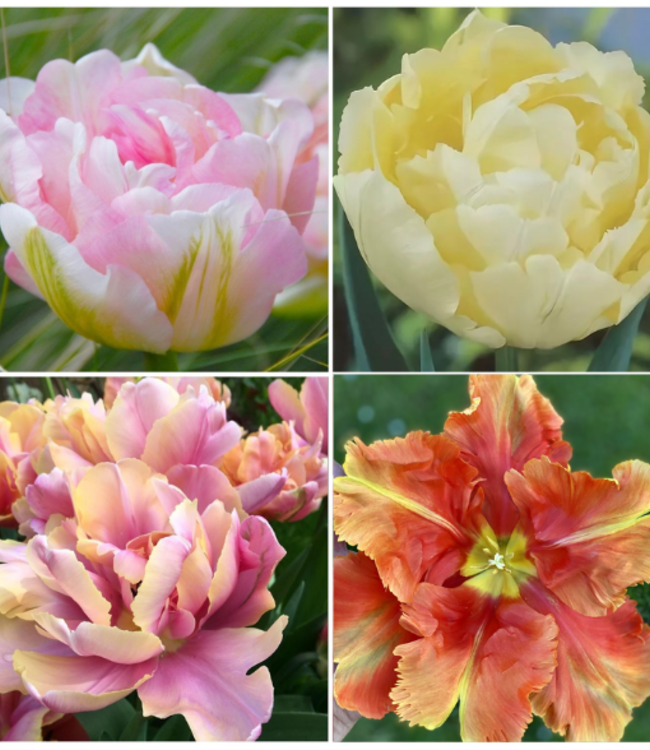 Pastel Tulip Collection