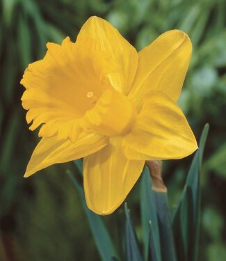 Narcisse Dutch Master