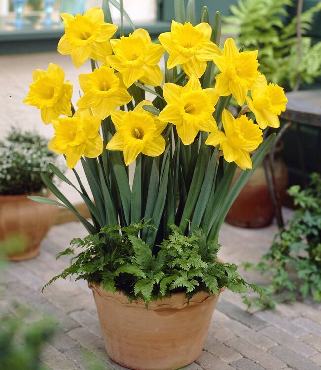 Narcissus Dutch Master