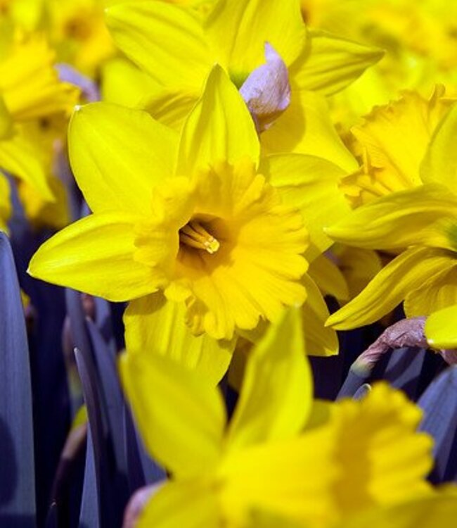 Narcissus Dutch Master