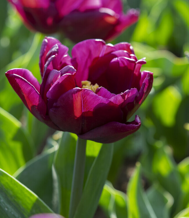 Tulipa Alison Bradley