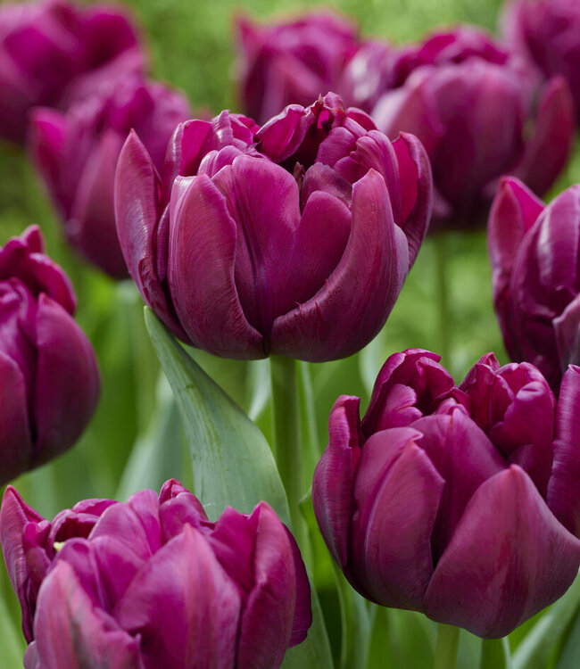 Tulipan Alison Bradley