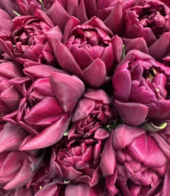 Tulipa Alison Bradley