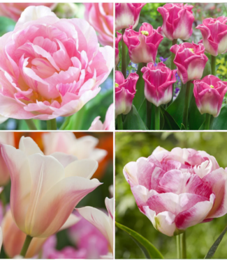 Kolekcja Różowych Tulipanów