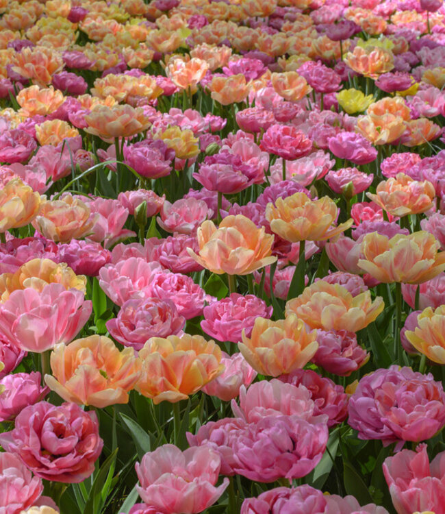 Tulipan Foxtrot Fusion