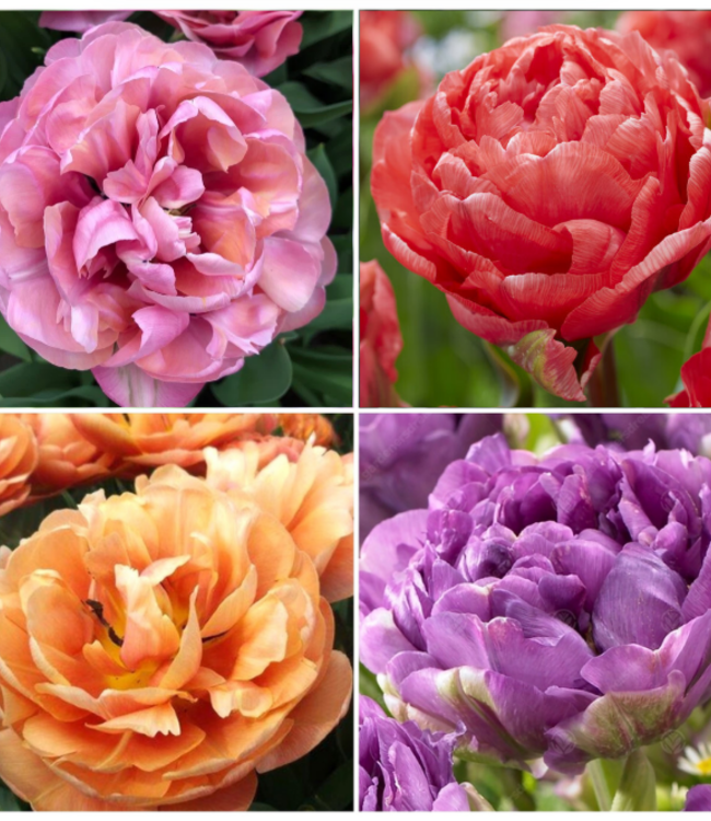 Kolekcja Peonitulipów