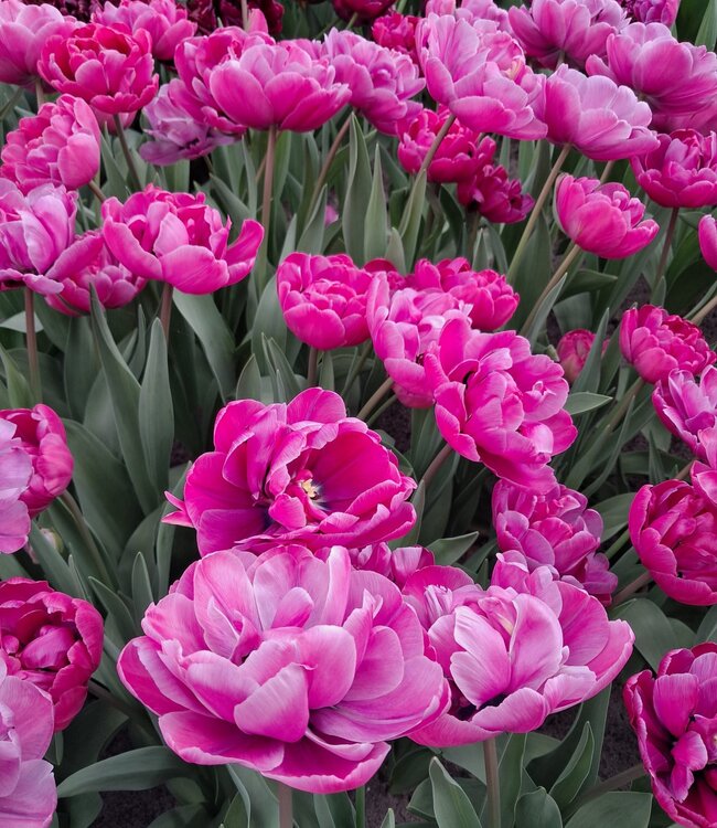 Tulipan Rosy Diamond