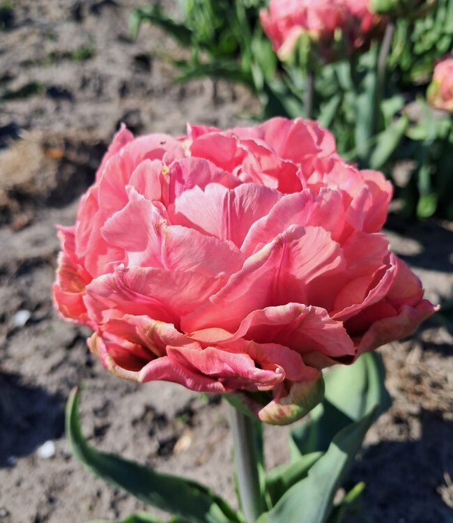 Tulipa Quinty Trustfull