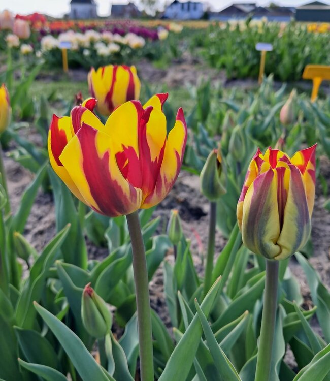 Tulipa Helmar