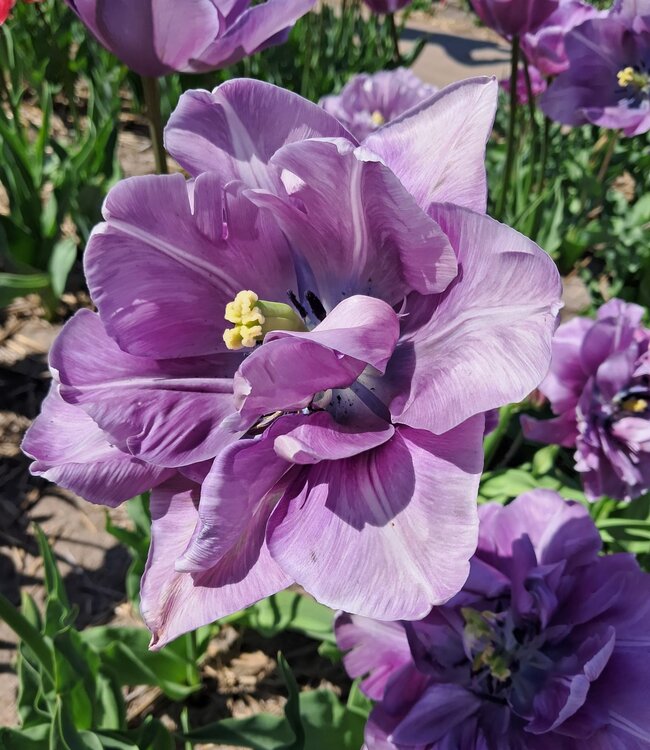 Tulipan Dancing Passion