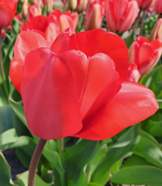 Tulipan Red Impression