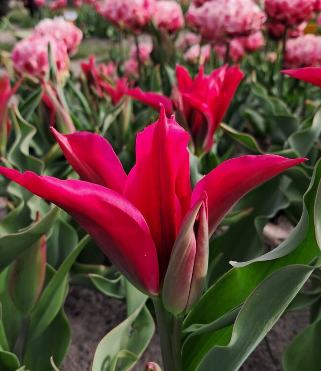 Tulipa Doll's Minuet