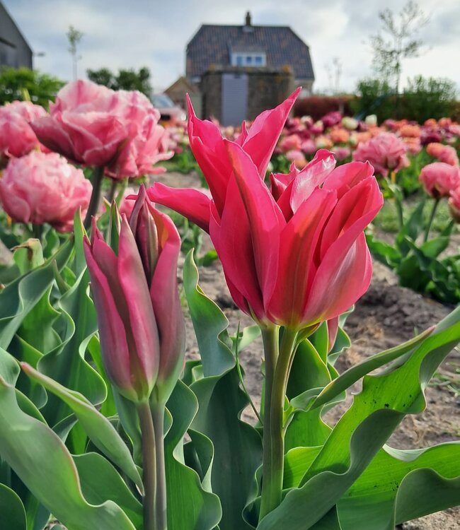 Tulipa Doll's Minuet