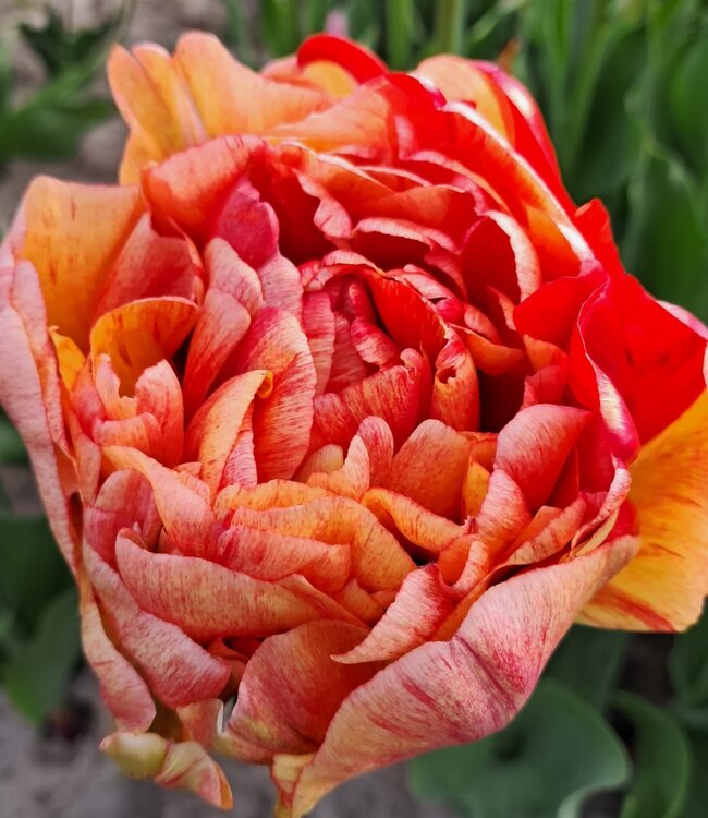 Tulipa Gudoshnik Double