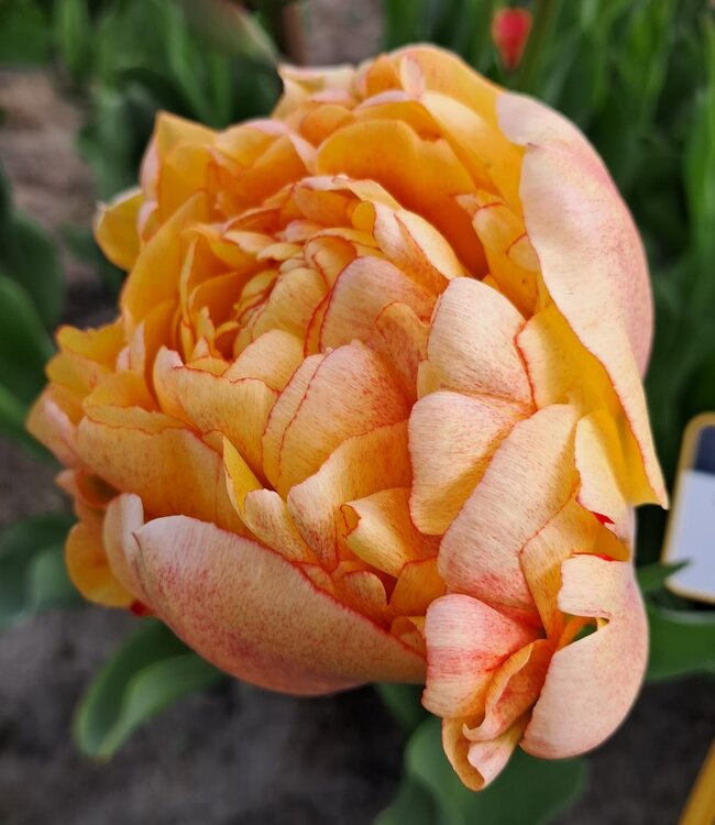 Tulipa Gudoshnik Double