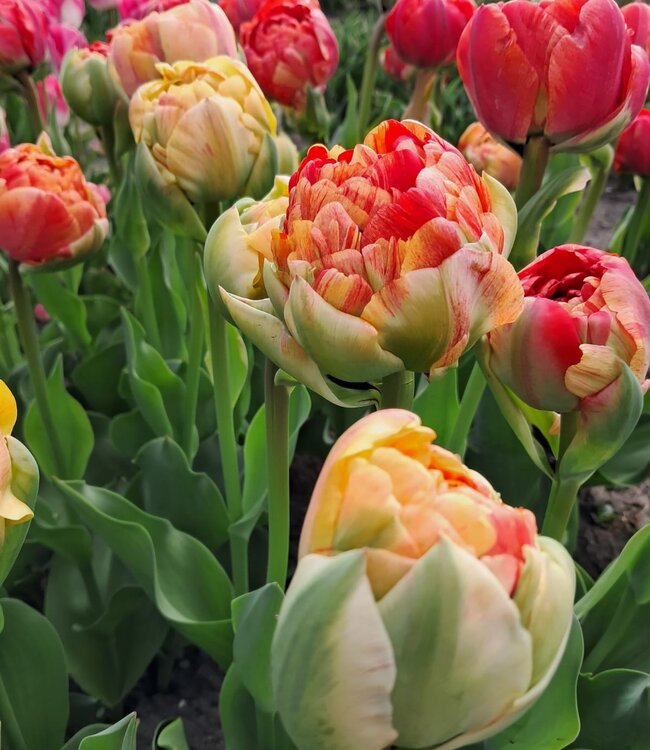 Tulipa Gudoshnik Double