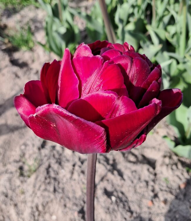 Tulipa Jinan