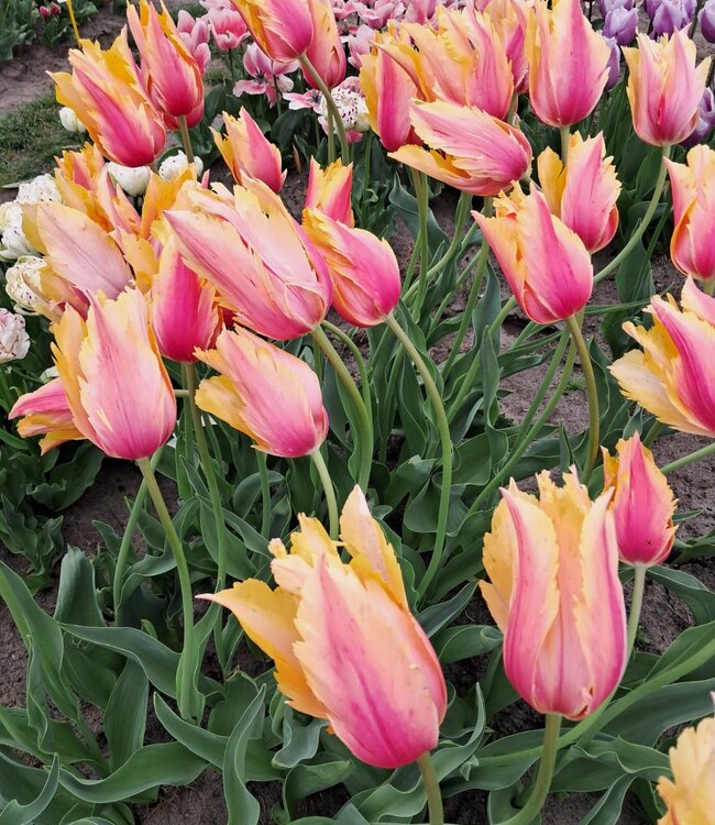 Tulipa Flaming Memory