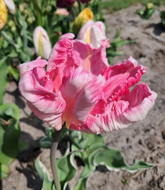 Tulipa Silver Parrot