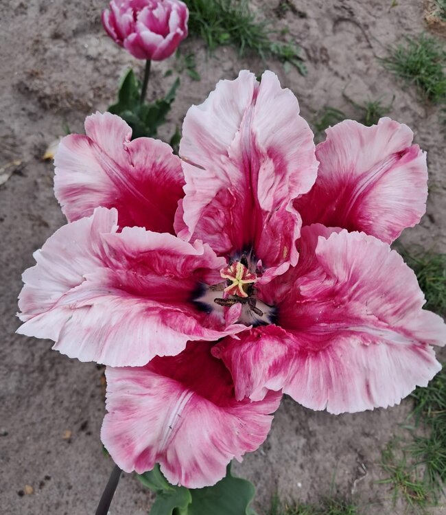 Tulipa Flamingo Queen