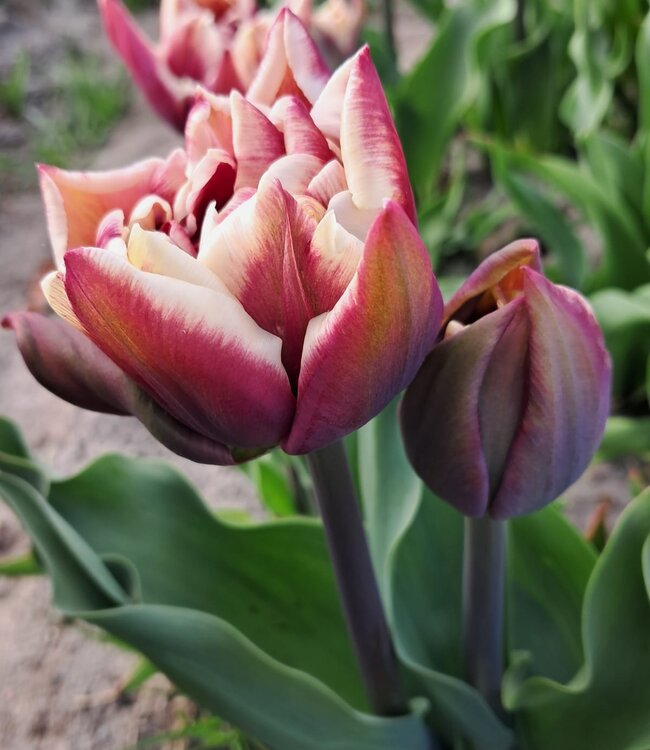 Tulipa Wyndham
