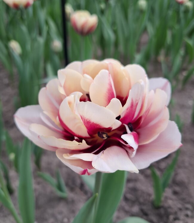 Tulipa Pistache