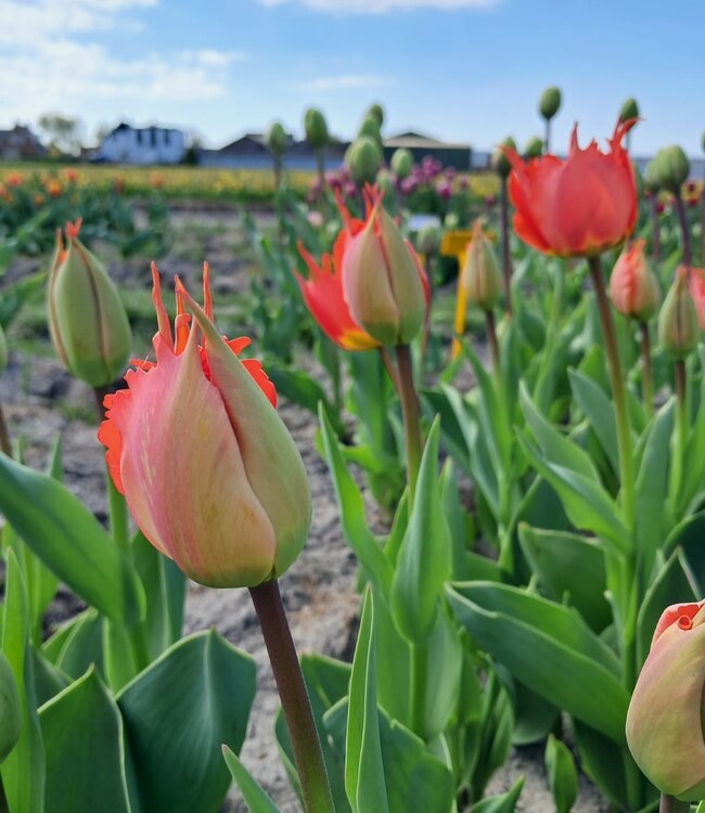 Tulipa Robbedoes