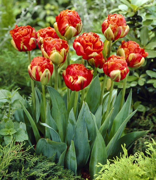 Tulipa Princess Unique