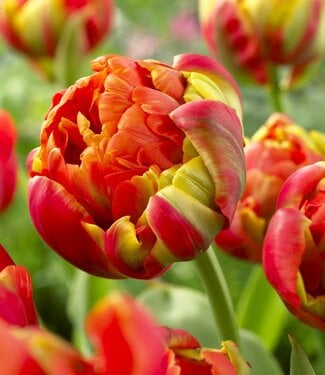 Tulip Princess Unique