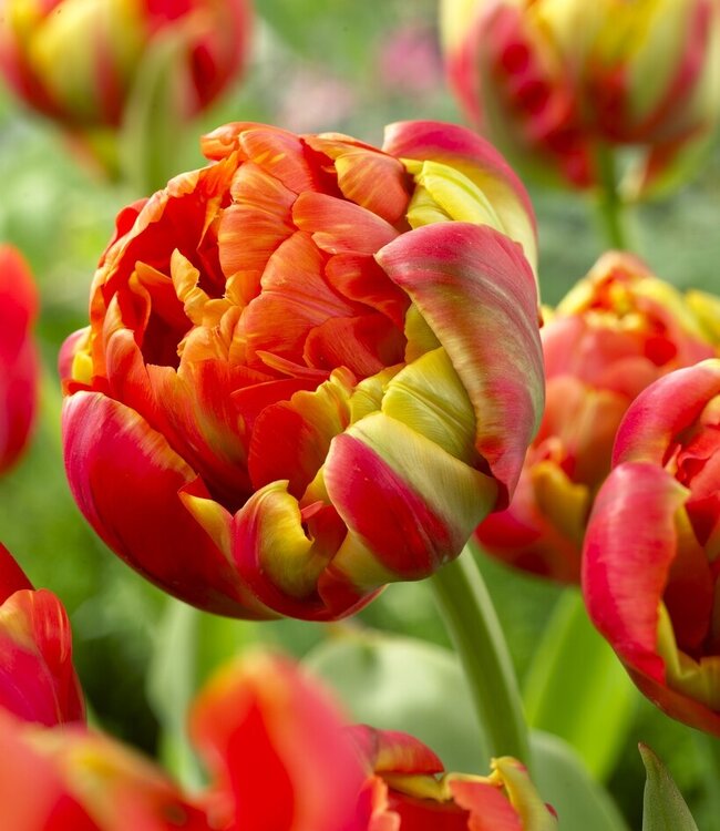 Tulipa Princess Unique