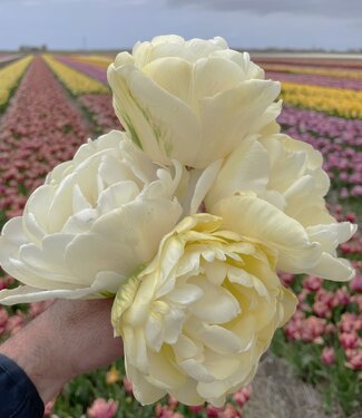 Tulpe Wedding Dream
