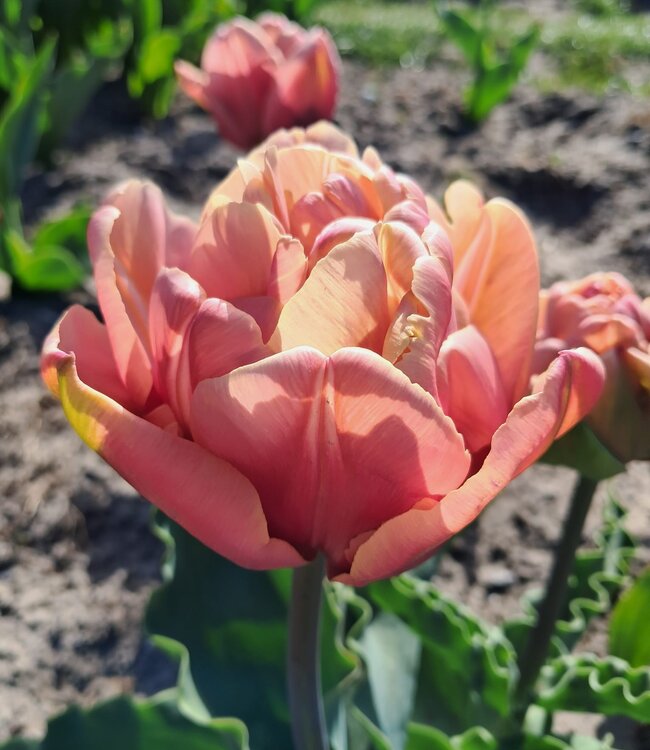 Tulipa La Belle Epoque