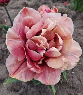 Tulip La Belle Epoque