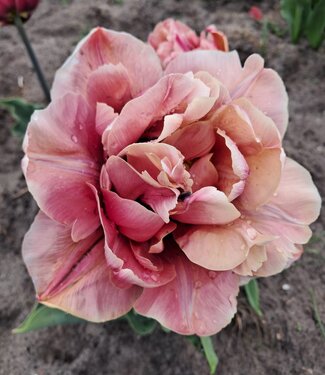 Tulpe La Belle Epoque