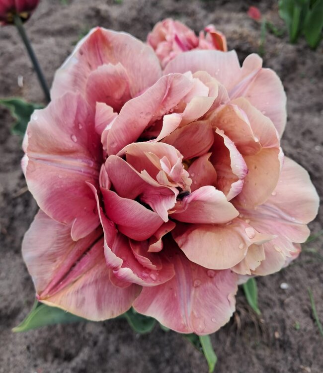 Tulipe La Belle Epoque
