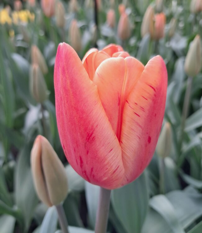 Tulpe Apricot Foxx