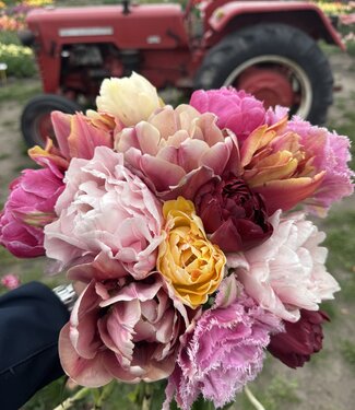 Mieszanka tulipanów Tropical Sunset