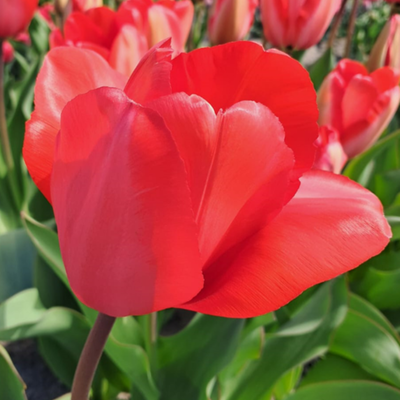 Tulipes rouges