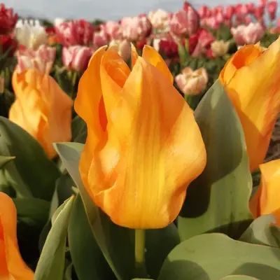 Tulipes orange