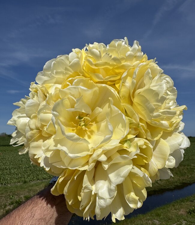 Tulipe Wedding Dream